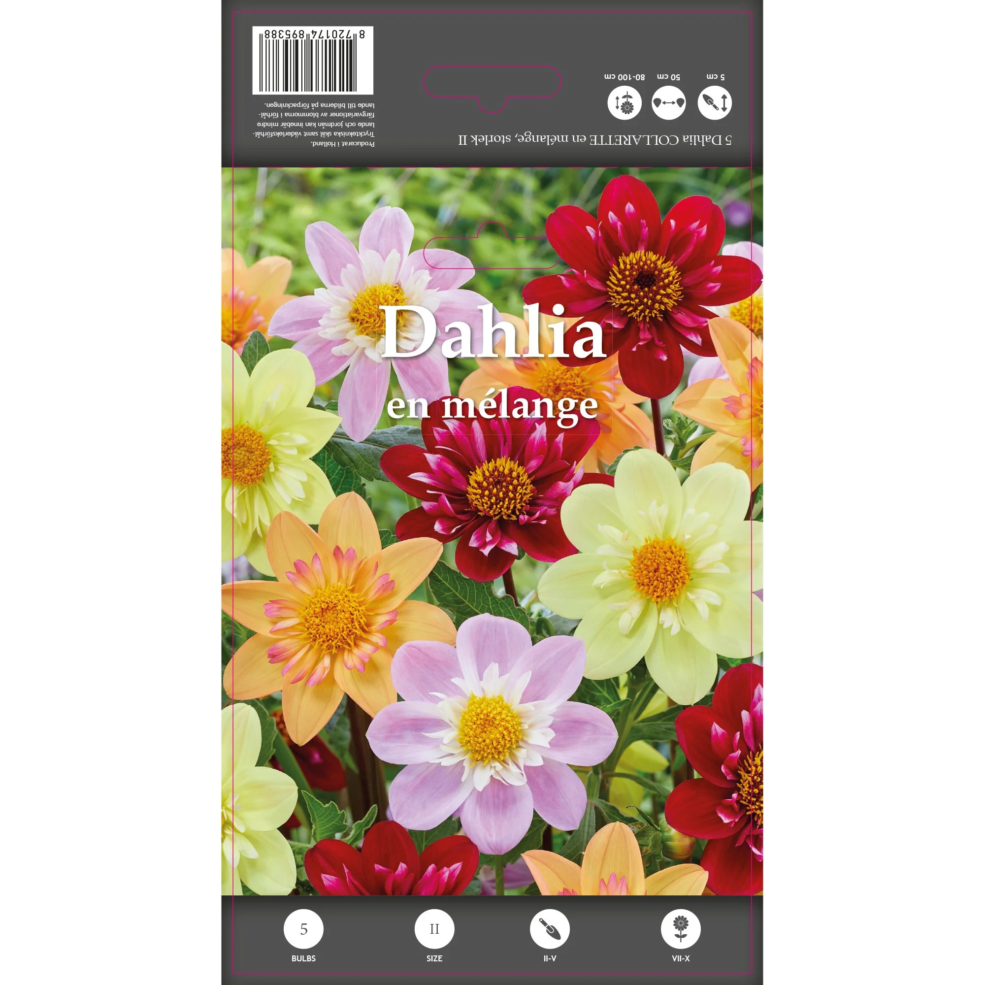 5 Dahlias à collerettes en mélange