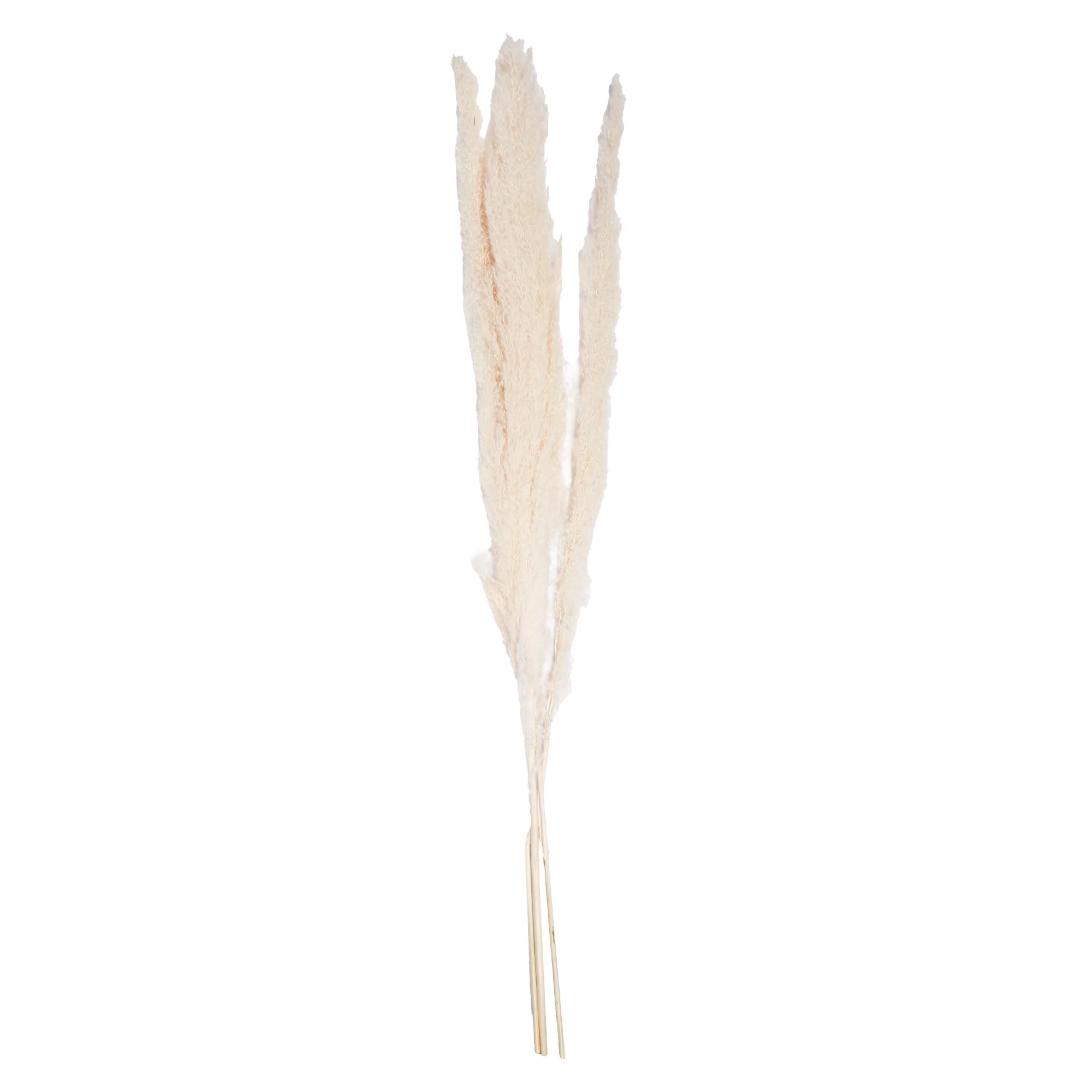Set de 3 Pampas